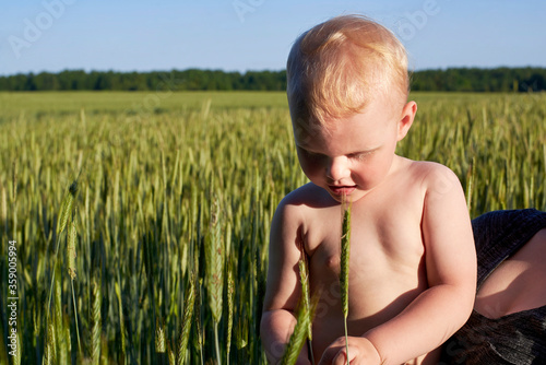 The boy touches the spikelets on a wheat field.