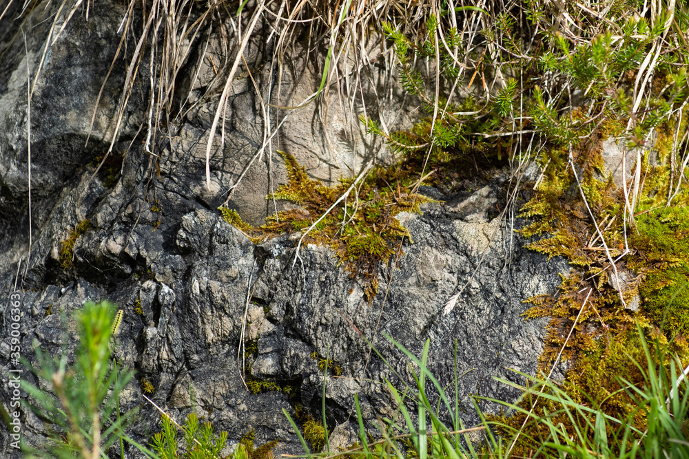 Stone, grass, moss