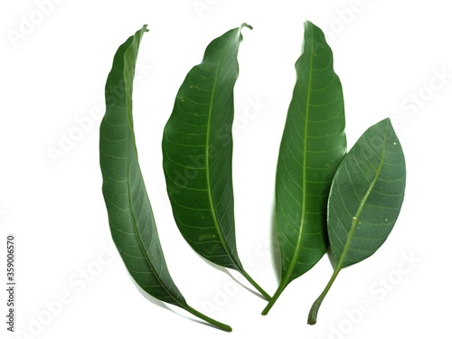 Photography Mango Leaf Stock Photos