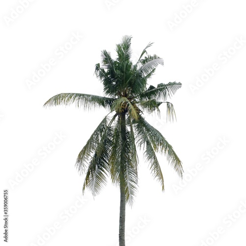 Coconut tree  isolated on a white background