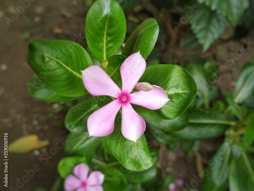 Canvas Print Periwinkle Flower Stock Photos- Growing Colorful Periwinkle Flowers and Plants
