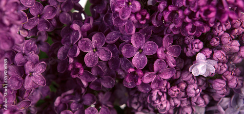Close up of spring lilac violet flowers with drops of water.