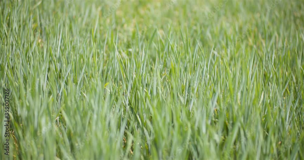 Close up of Young Wheat Growing on Field Agriculture Close up of Young Wheat Growing on Field Agriculture