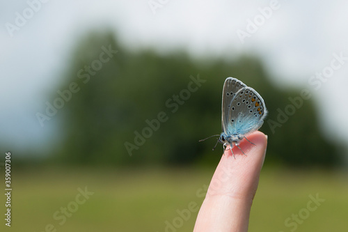 blue butterfly sits on a person’s finger. (lat. Lycaenidae; old name - Cupidinidae) photo