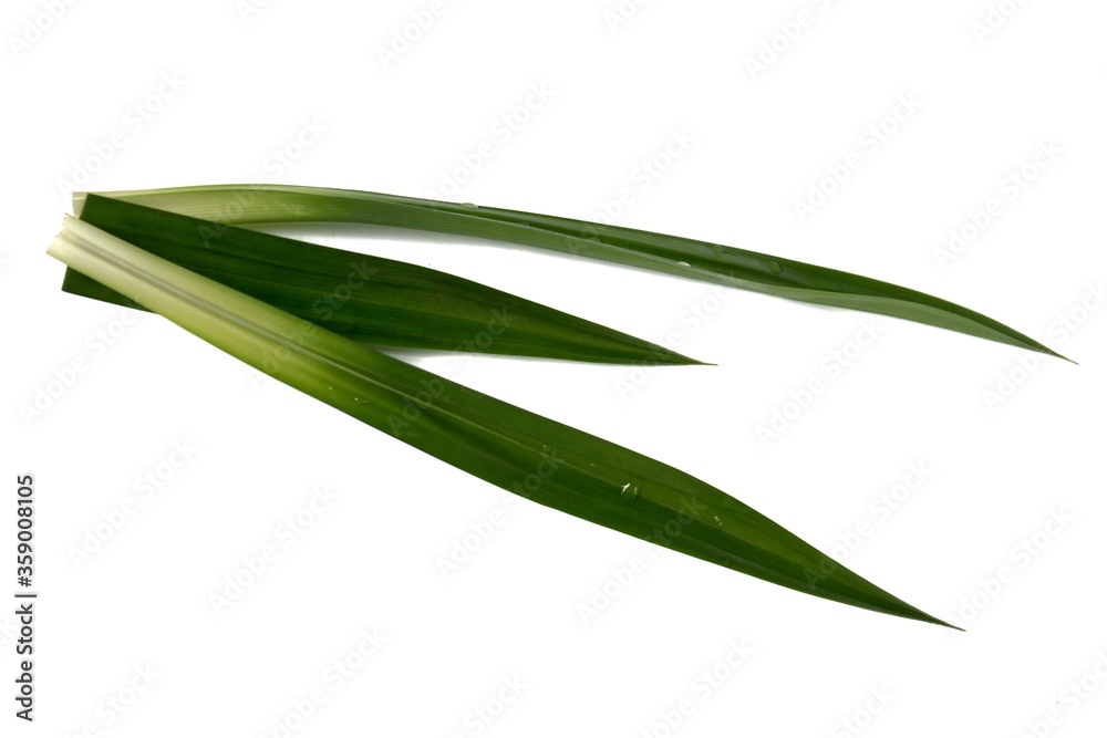 Fresh pandan leaves,isolated on white background