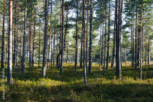 a scenic swedish woodland landscape