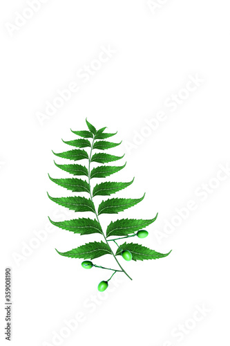neem leaves isolated on white background