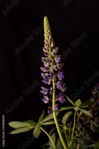 Lupins blooming on a black background