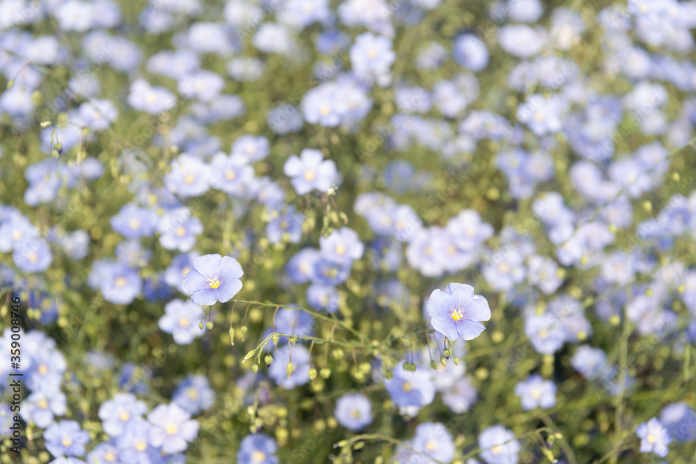 Pale blue flowers of blooming flax up close Pale blue flowers of blooming flax up close