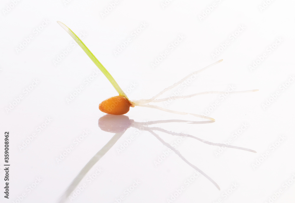 young sprouted wheat isolated on a white background young sprouted wheat isolated on a white background