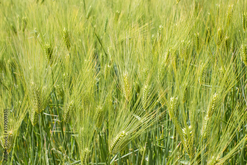  Field of green wheat, beautiful rural view, wheat growing, young wheat before harvest. Agriculture concept