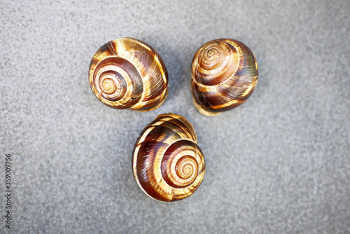 Three snail shells on neutral background, overhead view