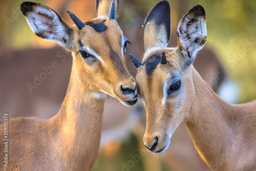 Young Impalas grooming sweetly