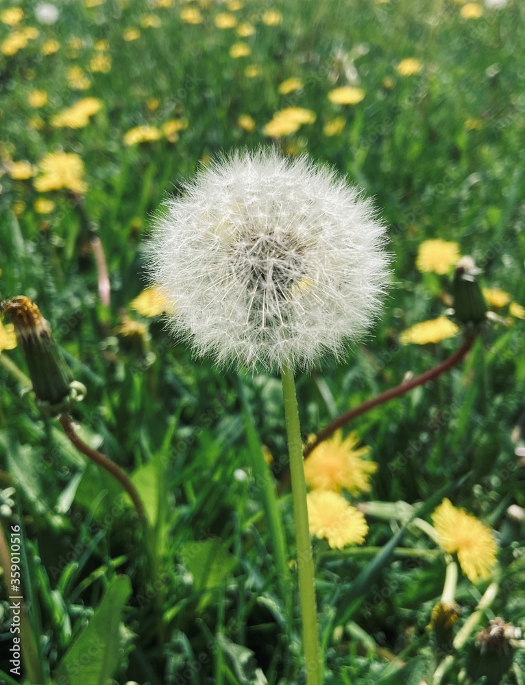 dandelion in the grass dandelion in the grass