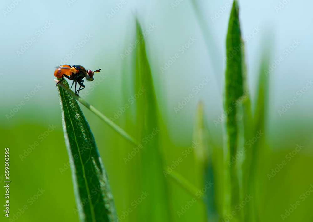 Naklejka premiumorange fly sits on green grass