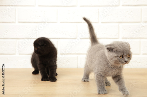 Black and grey british kittens on light background