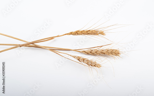 wheat ears isolated on a white background