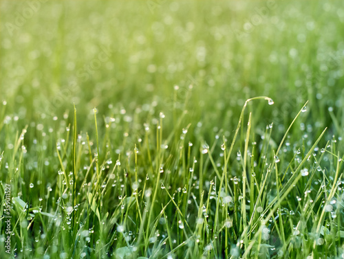 Drops of dew on the grass in defocus