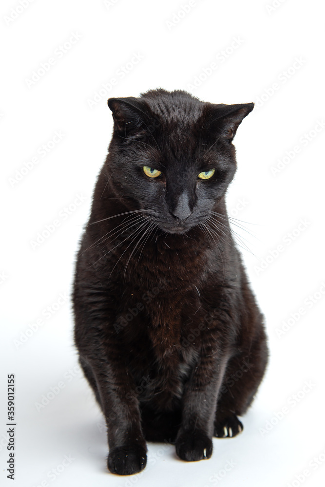 Hi key portrait of a black cat