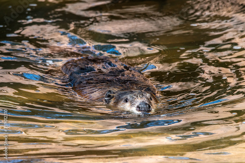 beaver swimming in the pond