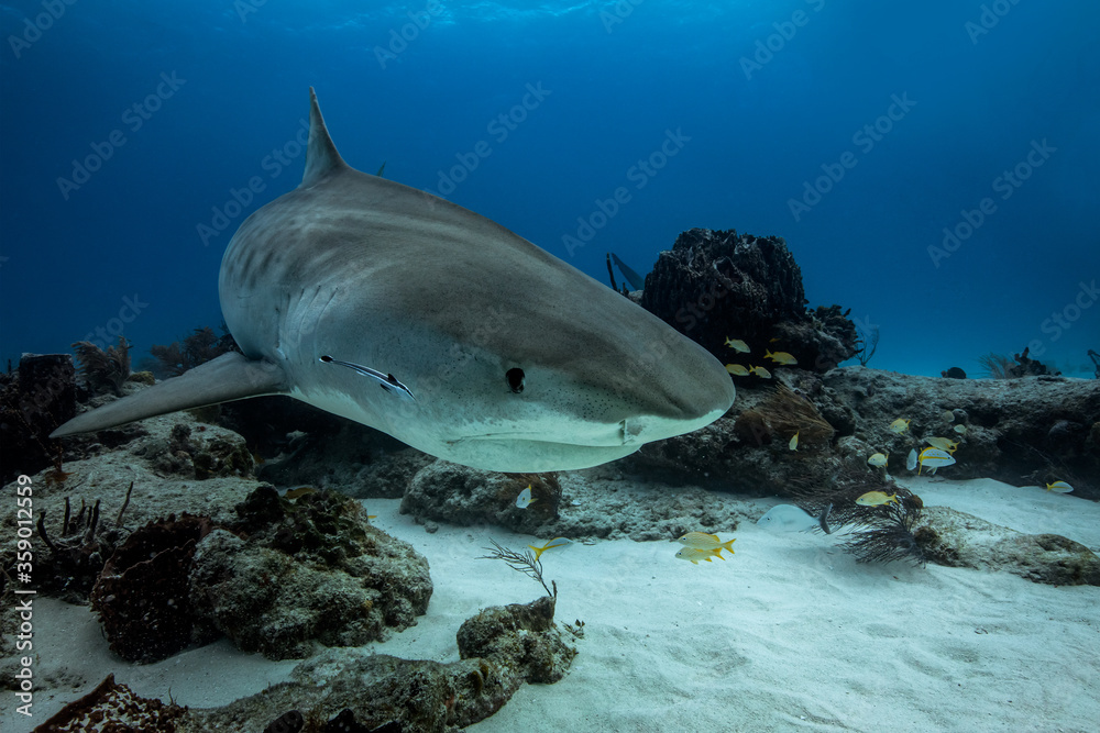 Fototapeta premium Closeup of a tiger shark approaching.