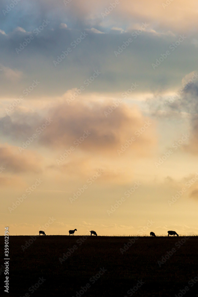 Silhouetted sheep on the horizon with a sunset sky behind