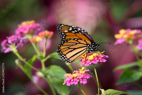 A monarch butterfly feeds on some lantana flowers at Rosetta McClain Gardens in Scarborough, Ontario. © Beth Baisch