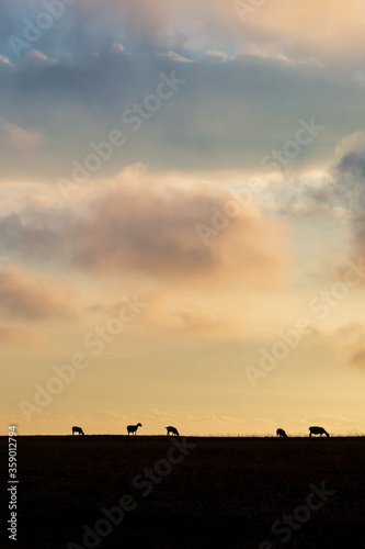 Silhouetted sheep on the horizon with a sunset sky behind