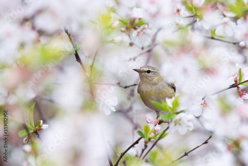 A female Tennessee Warbler forages for a meal among the cherry blossoms at Toronto`s popular Rosetta McClain Gardens.