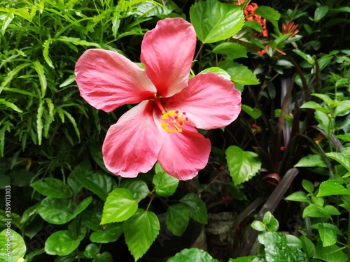 pink hibiscus flower © SHOHANA