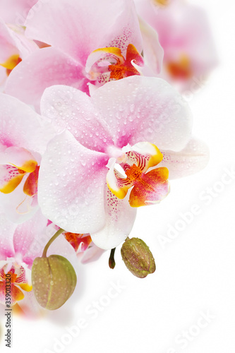 beautiful orchid isolated on white background