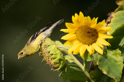 Photography A female American Goldfinch perches on a sunflower at Toronto, Ontario's Rosetta McClain Gardens