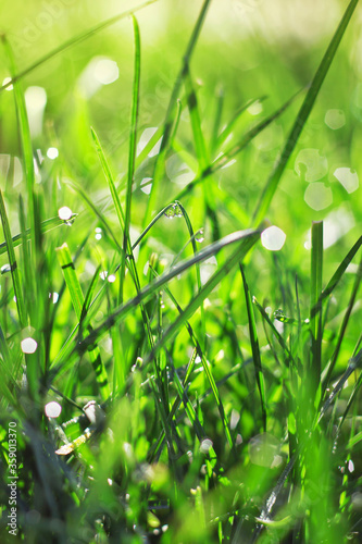 Fresh green grass with drops