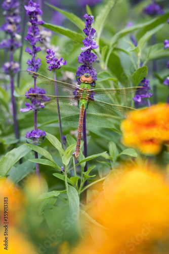 A female Common Green Darner dragonfly on lavender framed by with marigold flowers at Toronto's Rosetta McClain Gardens. photo