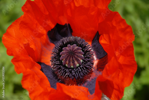Oriental poppy, alson known as Papaver orientale, Brilliant.  Flower with bright red petals in a summer garden photo