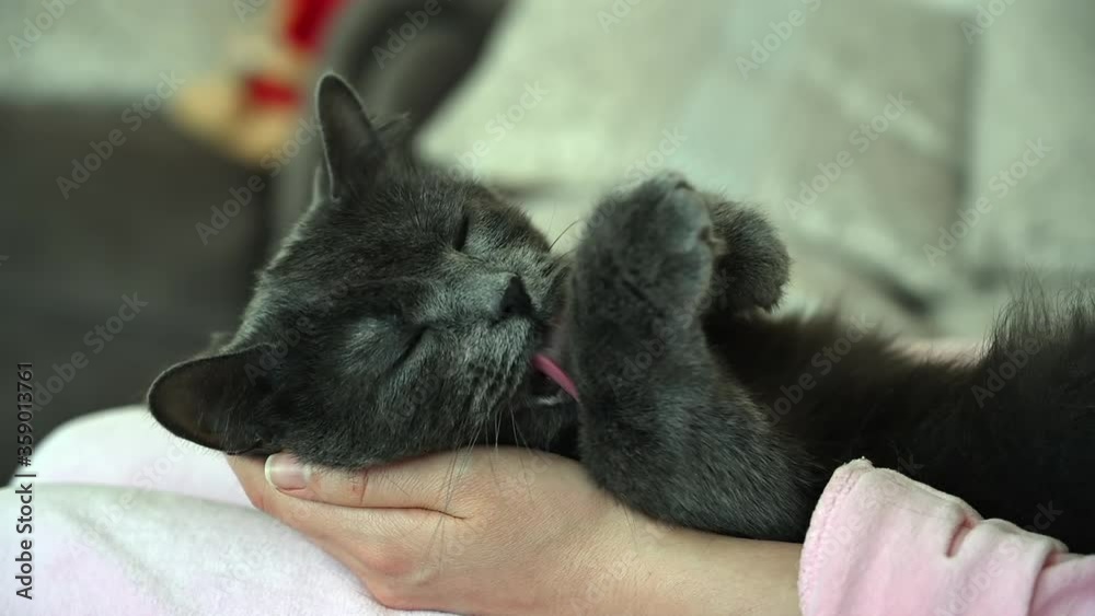 Grey british cat washing itself, slow motion
