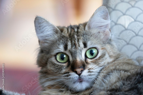 Tabby Cat headshot up close indoors
