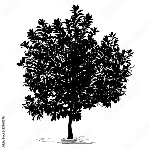 Magnolia tree (Magnolia grandiflora L.) silhouette