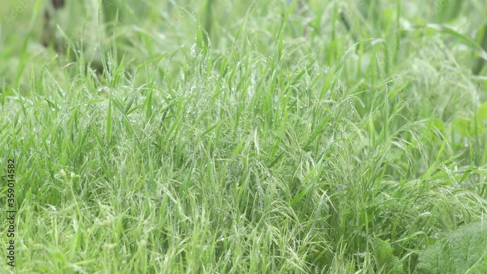 Fresh green grass with dew drops clips, dew drops on green grass footage, rain drops on green grass video, dew drop on green grass movie Fresh green grass with dew drops clips, dew drops on green grass footage, rain drops on green grass video, dew drop on green grass movie