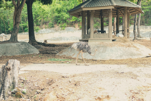 Bilde på lerret Ostrich walking in park