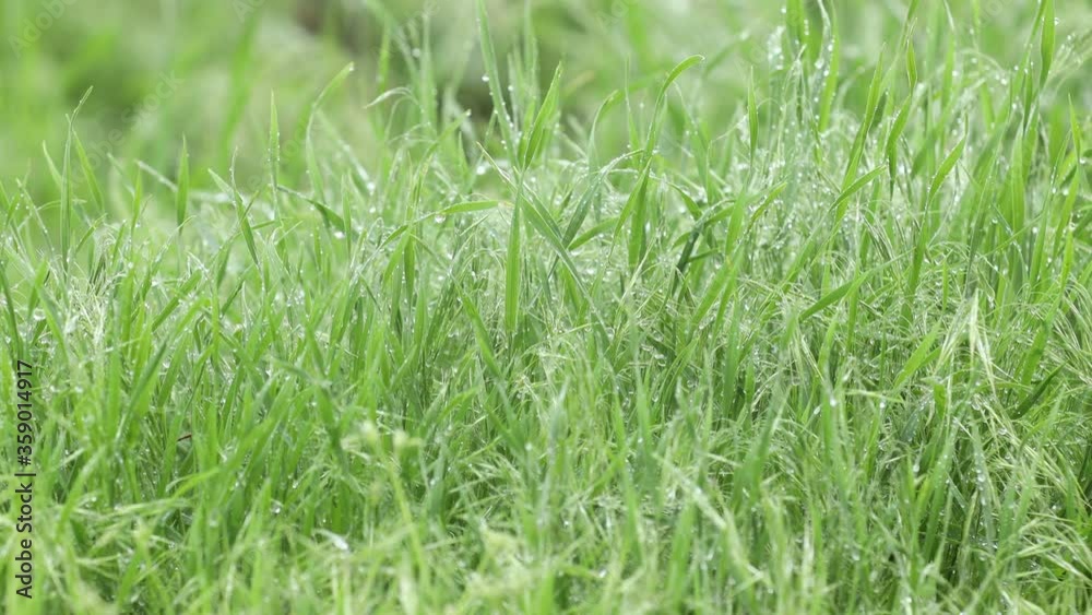 Vernal rain on green grass. Blurred grass background with water drops closeup. Nature. Environment concept. Green lawn in overcast rainy weather. Vernal rain on green grass. Blurred grass background with water drops closeup. Nature. Environment concept. Green lawn in overcast rainy weather.