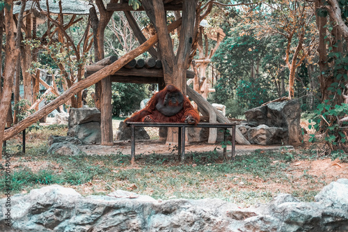 Canvas Print urangutan pongo pygmaeus resting relaxing in park