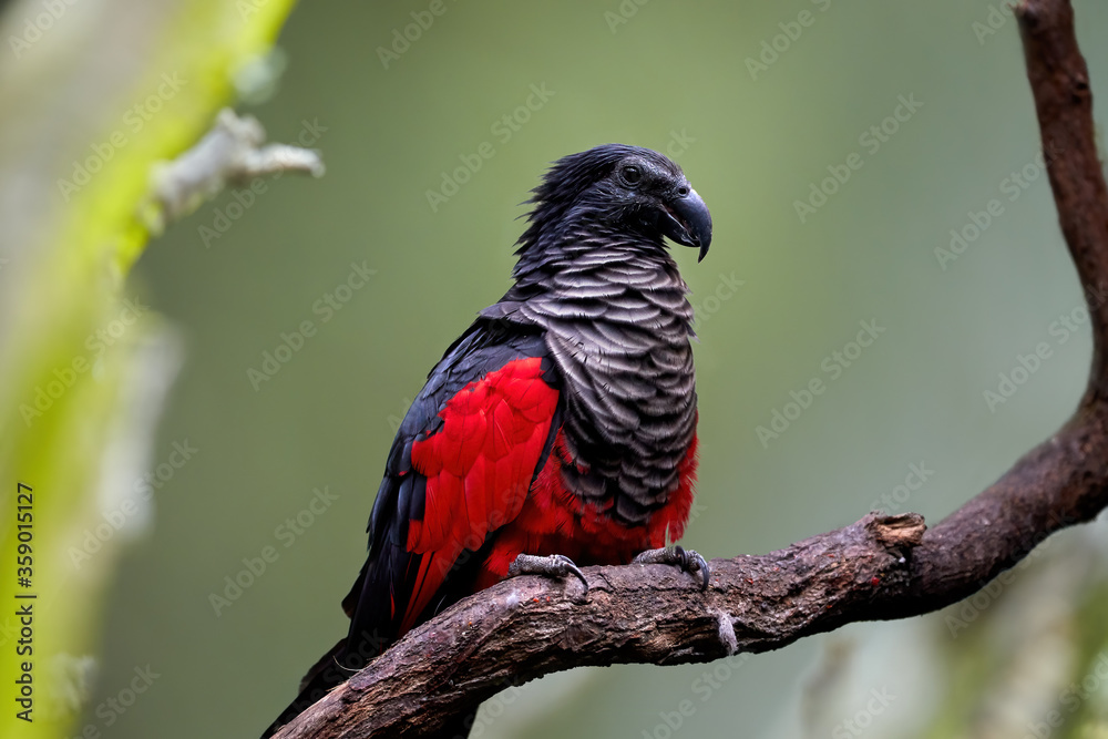 Obraz premium Pesquet's parrot, Psittrichas fulgidus, red and black, vulturine parrot, endemic to montane rainforest in New Guinea. Vulnerable, threatened Species.