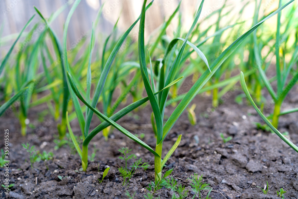 beds with young onions, rows of green onions, green onions in the ground Onion sprouts in early spring at the kitchen garden