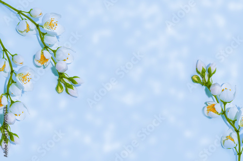 branch of jasmine flowers isolated on blue background. © alenalihacheva