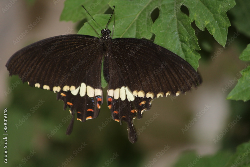 Fototapeta premium close up of a butterfly relaxing on a leaf, selective focus