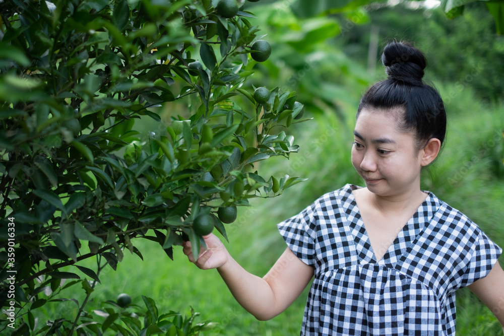 Young gardener Asian woman smiling and picking Thai honey tangerine oranges in the garden, Happiness and healthy lifestyle concept Young gardener Asian woman smiling and picking Thai honey tangerine oranges in the garden, Happiness and healthy lifestyle concept