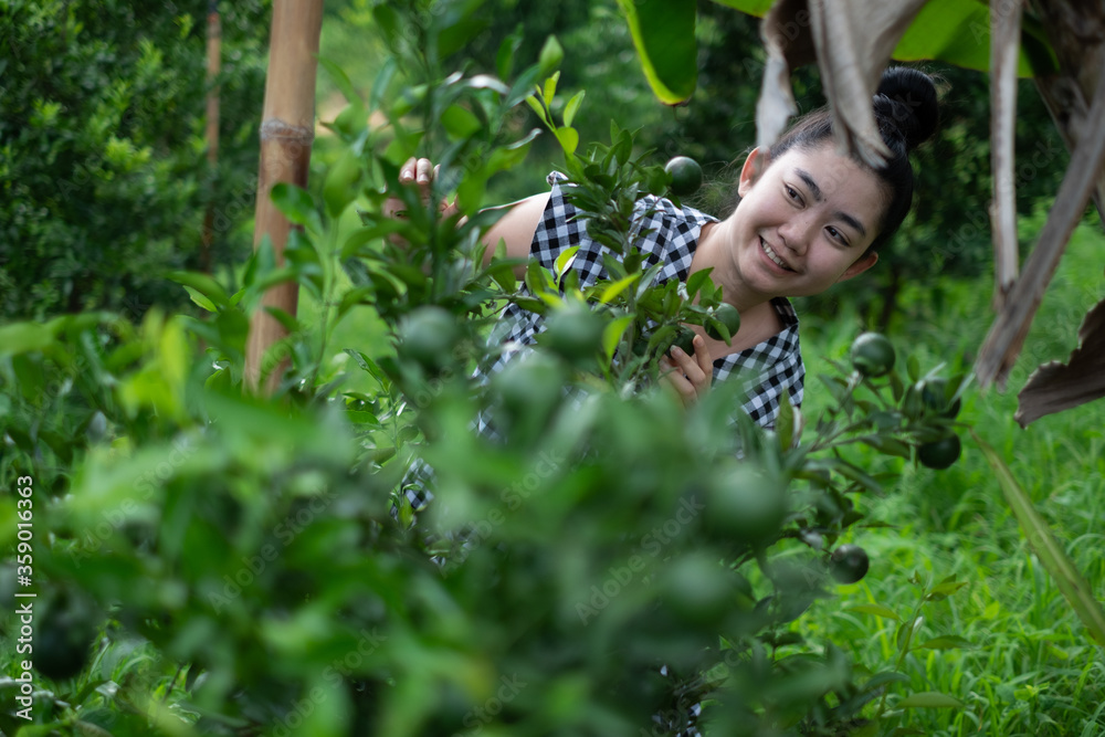 Young gardener Asian woman smiling and picking Thai honey tangerine oranges in the garden, Happiness and healthy lifestyle concept