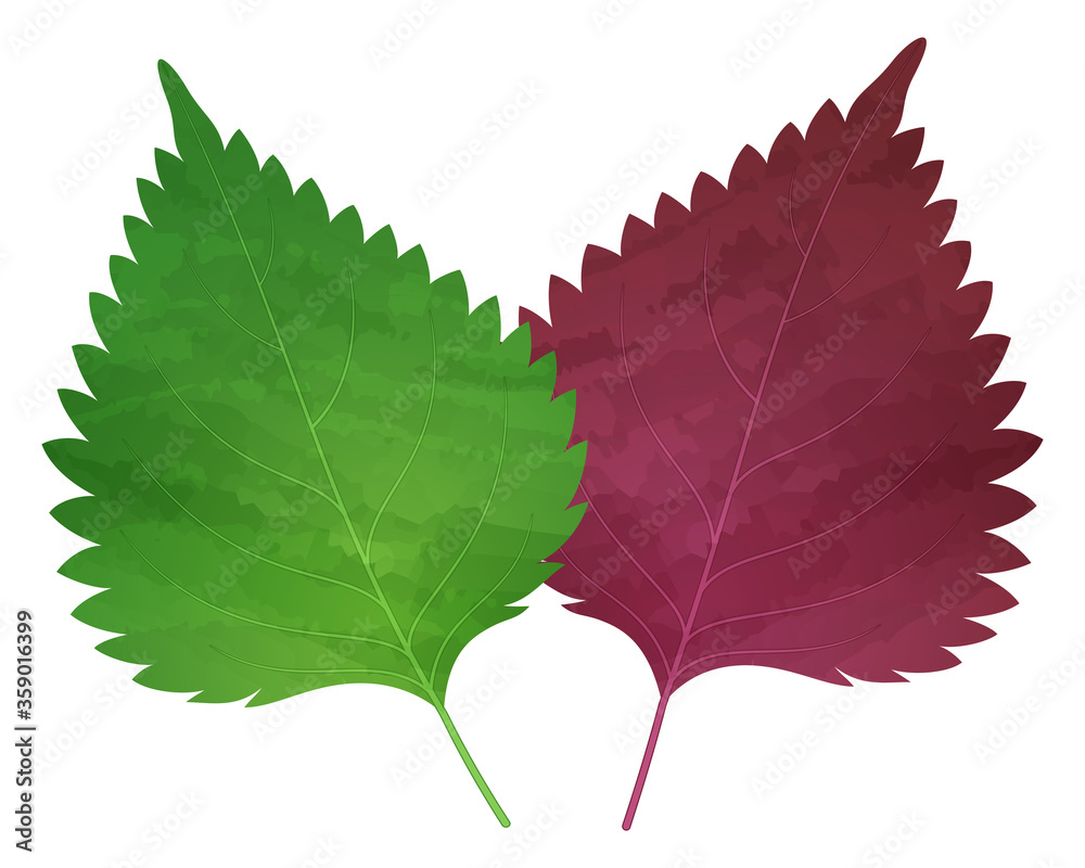 青じそと赤紫蘇のイラスト_大葉_薬味 vector de Stock | Adobe Stock