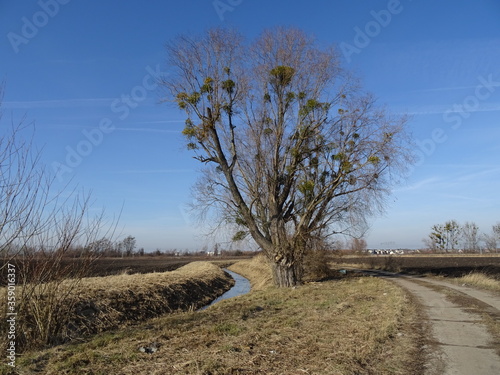 Fototapeta Naklejka Na Ścianę i Meble -  Drzewo wierzba na tle błękitnego nieba